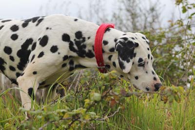 is blood meal dangerous for dogs